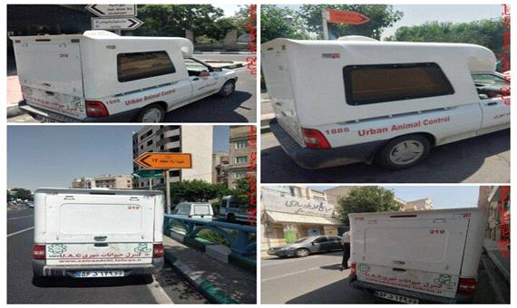 جمع‌آوری سگ‌های بدون صاحب منطقه 17