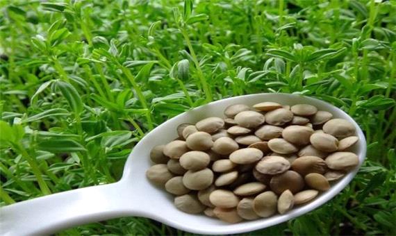 کاهش برداشت محصول عدس از مزارع استان اصفهان