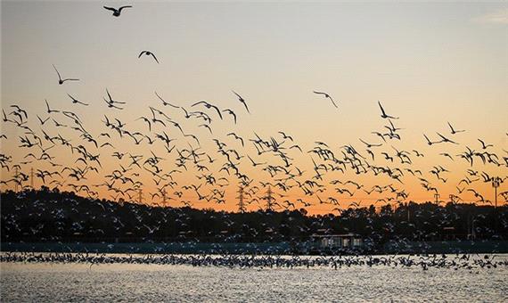میزبانی لرستان از 24 درصد گونه پرندگان مهاجر