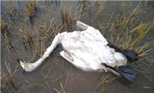 مرگ قوها در تالاب فریدونکنار براثر آنفلوانزای فوق حاد پرندگان