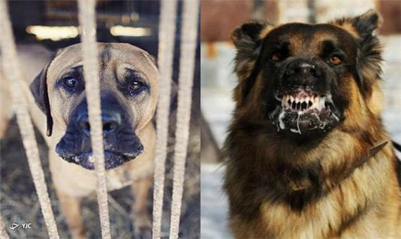 سگ‌های ولگرد و وحشتی که دل شهروندان را چنگ می‌زنند