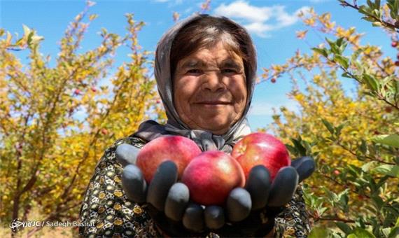 نخستین واحد سورتینگ و بسته بندی سیب در مهاباد راه اندازی شد