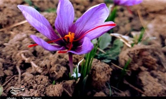 2100 کیلوگرم زعفران از مزارع نطنز برداشت می‌شود