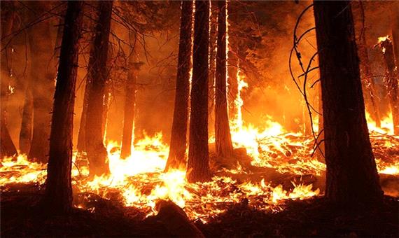 آتش‌سوزی باعث مهاجرت درختان می‌شود