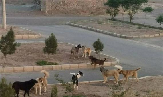 روزانه 50 گزارش مرتبط با معضل سگ های بلاصاحب به شهرداری مهاباد می رسد