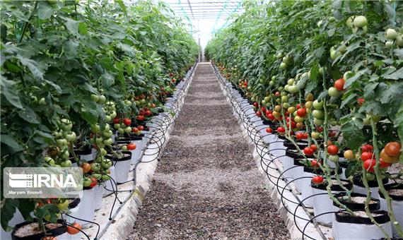 افزون بر 350 هزارتن سبزی و صیفی در گلخانه های اصفهان تولید می شود