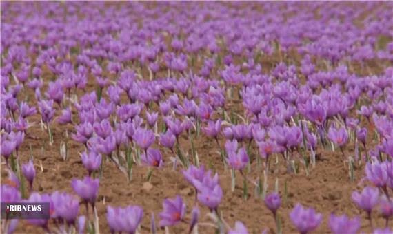 شهرت جهانی زعفران تولیدی بانوی کارآفرین کاشانی