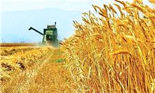 افزایش 35 درصدی کشت گندم در سمیرم