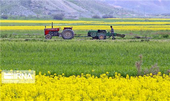 عضو نظام صنفی کشاورزی اصفهان:تاخیر در آبیاری مزارع شرق استان سبب افت تولید می‌شود