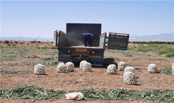 امسال 24 هزار تن‌ پیاز خوراکی در اردستان برداشت می‌شود