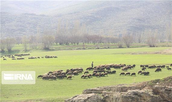 89 درصد مراتع استان اصفهان از لحاظ پوشش گیاهی فقیر است
