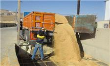 ظرفیت ذخیره 208 هزار تُن گندم در مهاباد فراهم شد