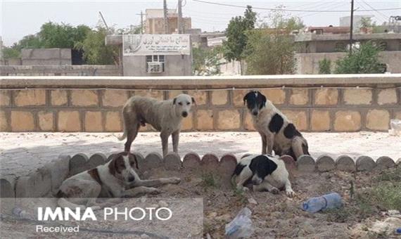 گزارش 16 هزار حیوان‌گزیدگی سالانه در استان اصفهان