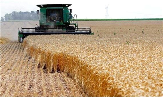 خرید تضمینی گندم در اصفهان نسبت به سال گذشته 100درصد افزایش یافت