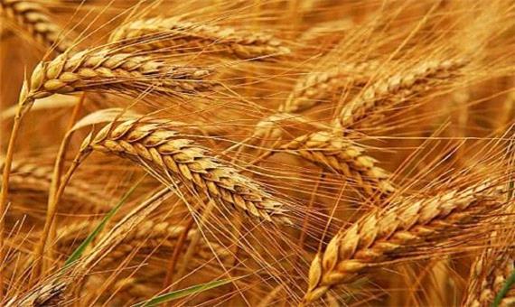 تا کنون 38 هزار تن گندم از کشاورزان اصفهانی خریداری شده است