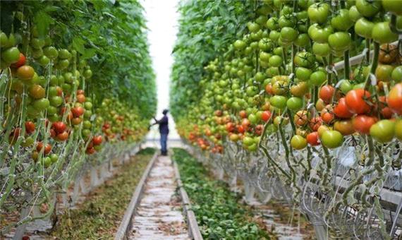 حرکت کشاورزی اصفهان به سمت محصولات کم آب‌بر و اصلاح باغات