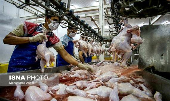 صادرات مرغ با برند حلال