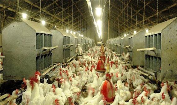 سه هزار تن مرغ در خاش تولید و به بازار عرضه شد