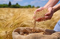 پرداخت حدود ۷۰ درصد از مطالبات گندم کاران اصفهانی