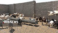افتتاح واحد دامداری و مجموعه پرورش شتر مرغ در برخوار
