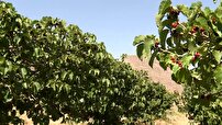 جشنواره شکرانه شاتوت به میزبانی برزک کاشان