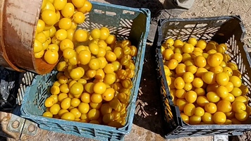 پیام سپاهان