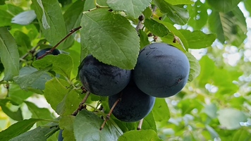 پیام سپاهان