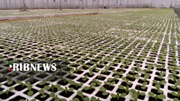 موفقیت بزرگترین مزرعه کاهوی استان، از رعایت الگوی مصرف آب تا صادرات