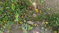 ریزش محصولات باغی در وزش باد شدید