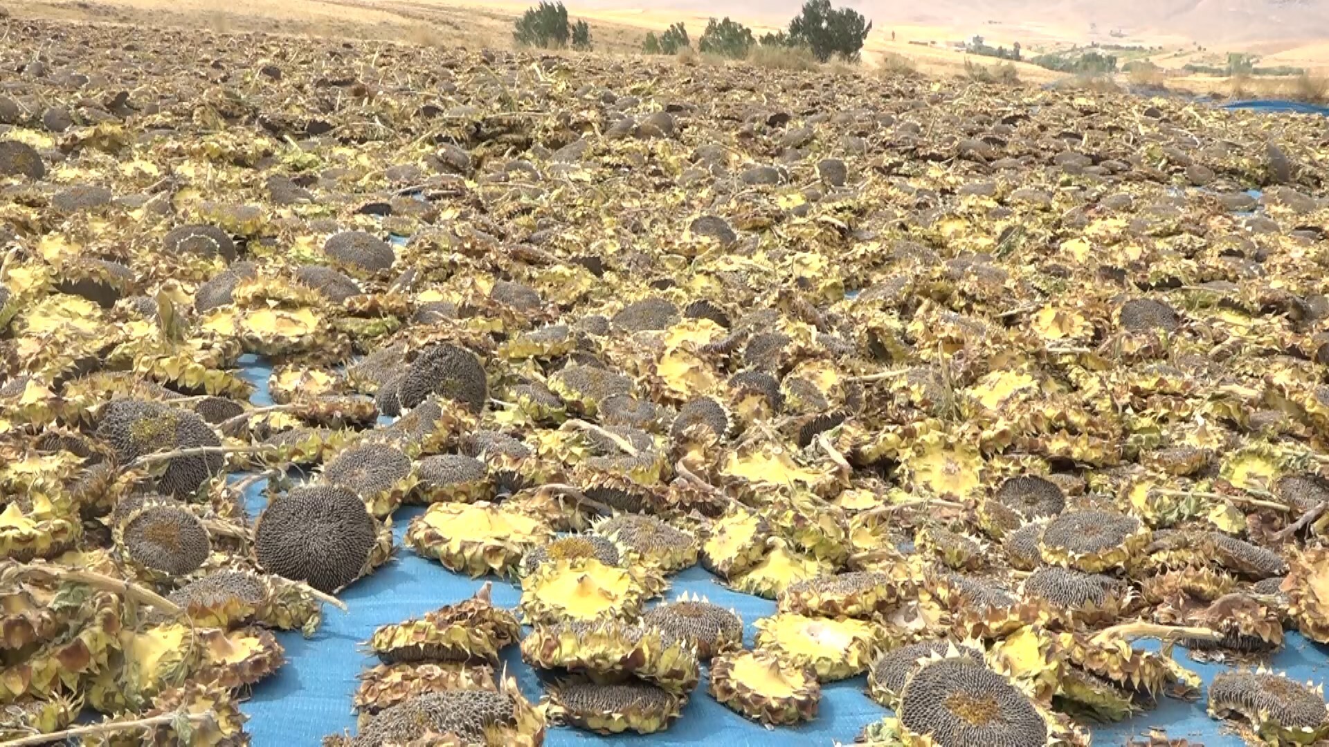 پیام سپاهان