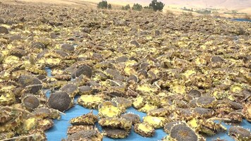 پیام سپاهان