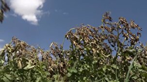 سرمازدگی ۲۵۰ هکتار ازمزارع سیب زمینی بویین میاندشت