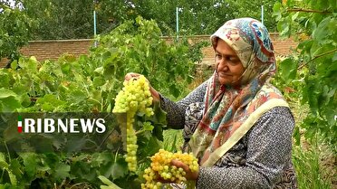 برداشت ۵ هزار تن انگور  از تاکستان‌های  خوانسار