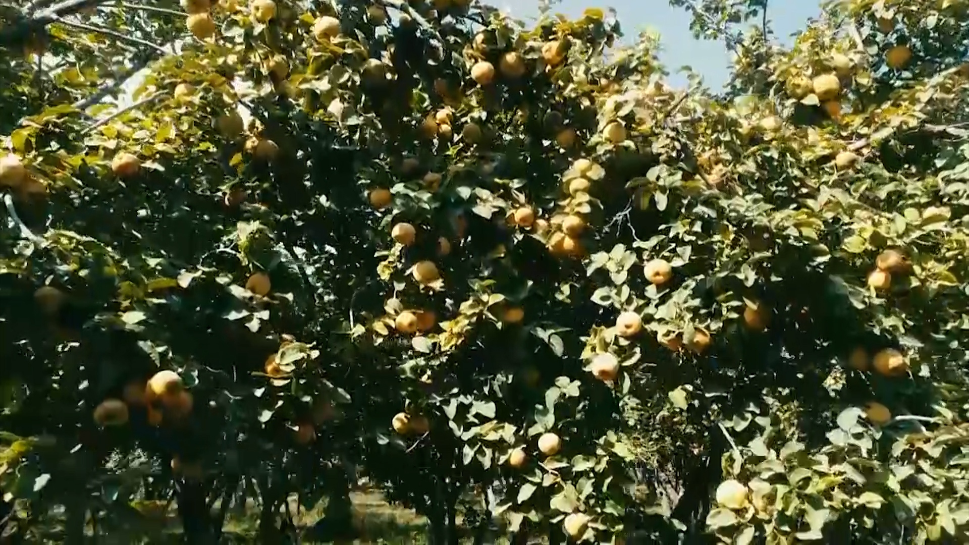 پیام سپاهان