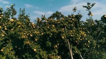 پیام سپاهان