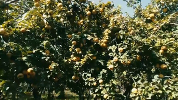 پیام سپاهان