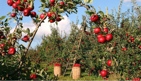 باغ‌های اصفهان شناسنامه‌دار می‌شوند