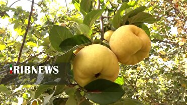 برگزاری جشنواره ملی میوه «به» سهروفیروزان