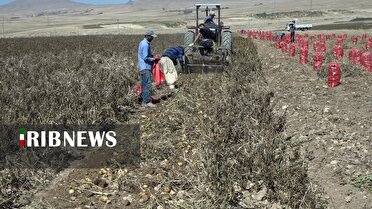 آغاز برداشت سیب زمینی در غرب استان اصفهان