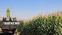 فصل برداشت ذرت علوفه‌ای در فریدن