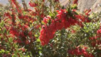 کشت زرشک در ۵۰ هکتار از اراضی شهرستان فریدونشهر
