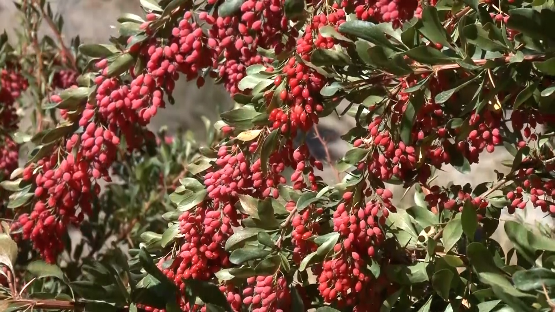 پیام سپاهان