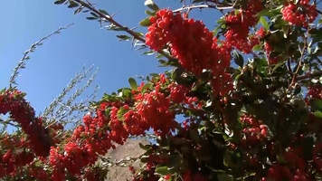 پیام سپاهان