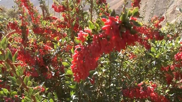 پیام سپاهان