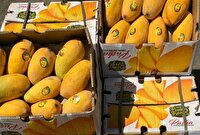 ایستگاه بازرسی شهید امامی شهرضا، آخرین مقصد انبه‌های قاچاق