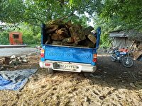 کشف یک تُن چوب بلوط قاچاق در نجف آباد