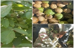 پیام سپاهان