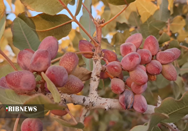 برداشت پسته از باغ‌های بارور شهرستان خور و بیابانک