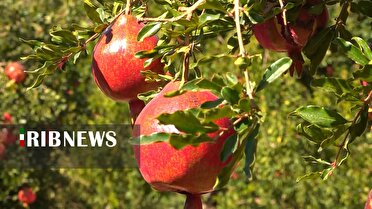 فصل برداشت یاقوت سرخ در جنوب استان