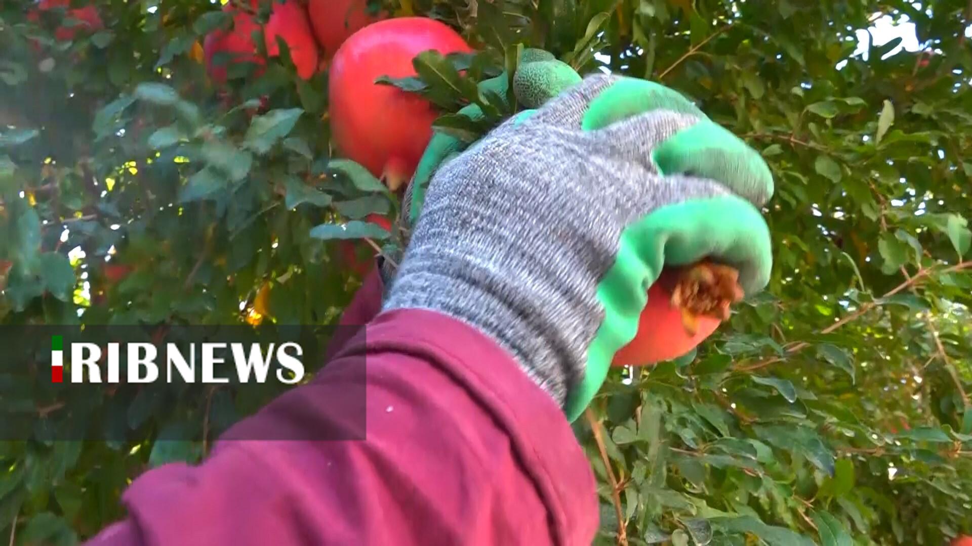 پیام سپاهان